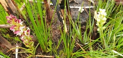 Disa albomagentea