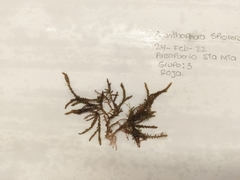 Acanthophora spicifera