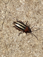 Disonycha leptolineata