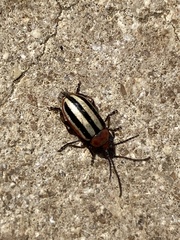 Disonycha leptolineata