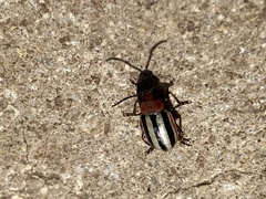 Disonycha leptolineata