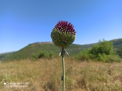 Allium phanerantherum