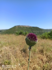 Allium phanerantherum