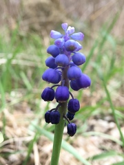 Muscari botryoides