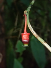 Psammisia sclerantha