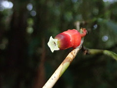 Psammisia sclerantha