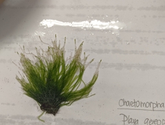 Chaetomorpha antennina