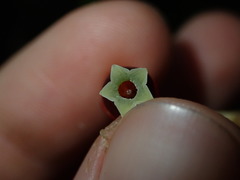 Psammisia sclerantha