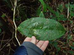 Psammisia sclerantha
