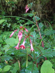 Fuchsia