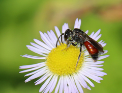 Sphecodes heraclei heraclei