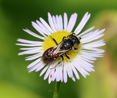 Sphecodes heraclei heraclei
