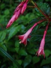 Fuchsia
