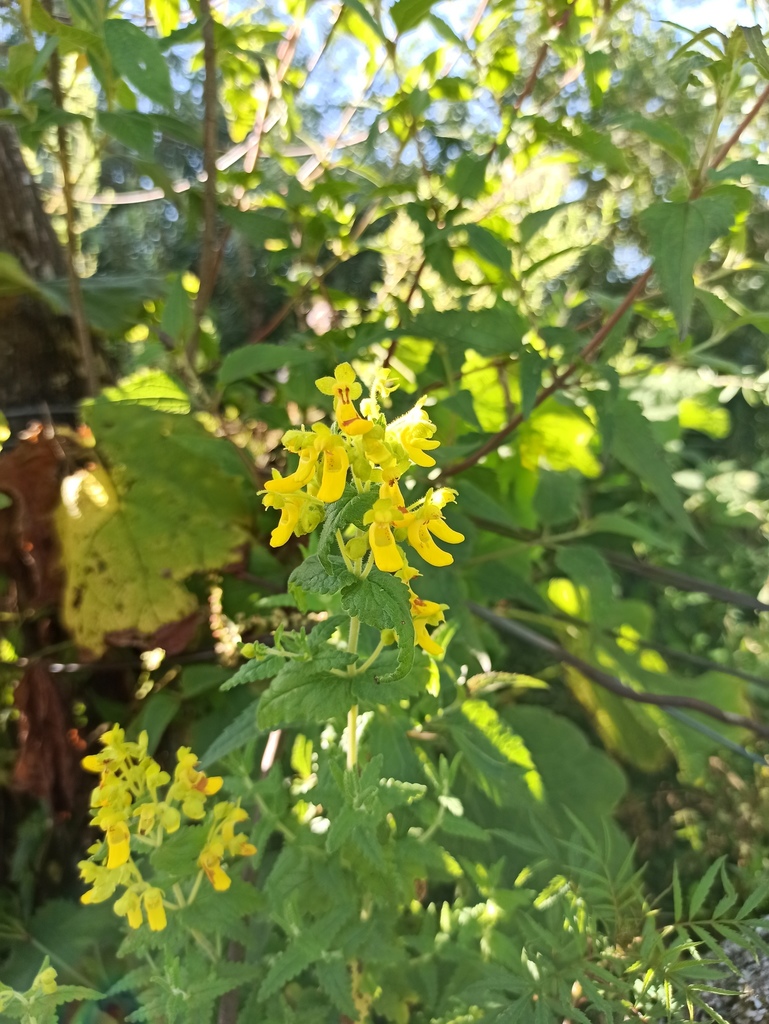 Calceolaria teucrioides (Calceolaria teucrioides)