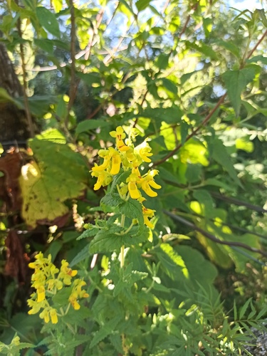 Calceolaria teucrioides (Calceolaria teucrioides)
