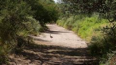 Nothoprocta cinerascens