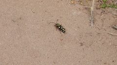 Megacyllene multiguttata