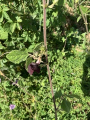 Macroptilium atropurpureum