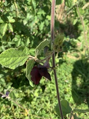 Macroptilium atropurpureum