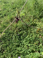 Macroptilium atropurpureum