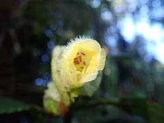 Glossoloma serpens