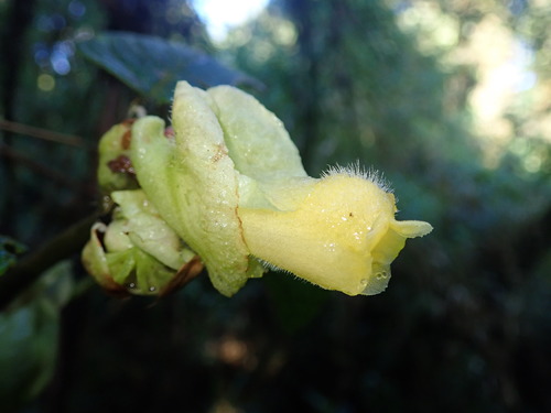 Glossoloma serpens