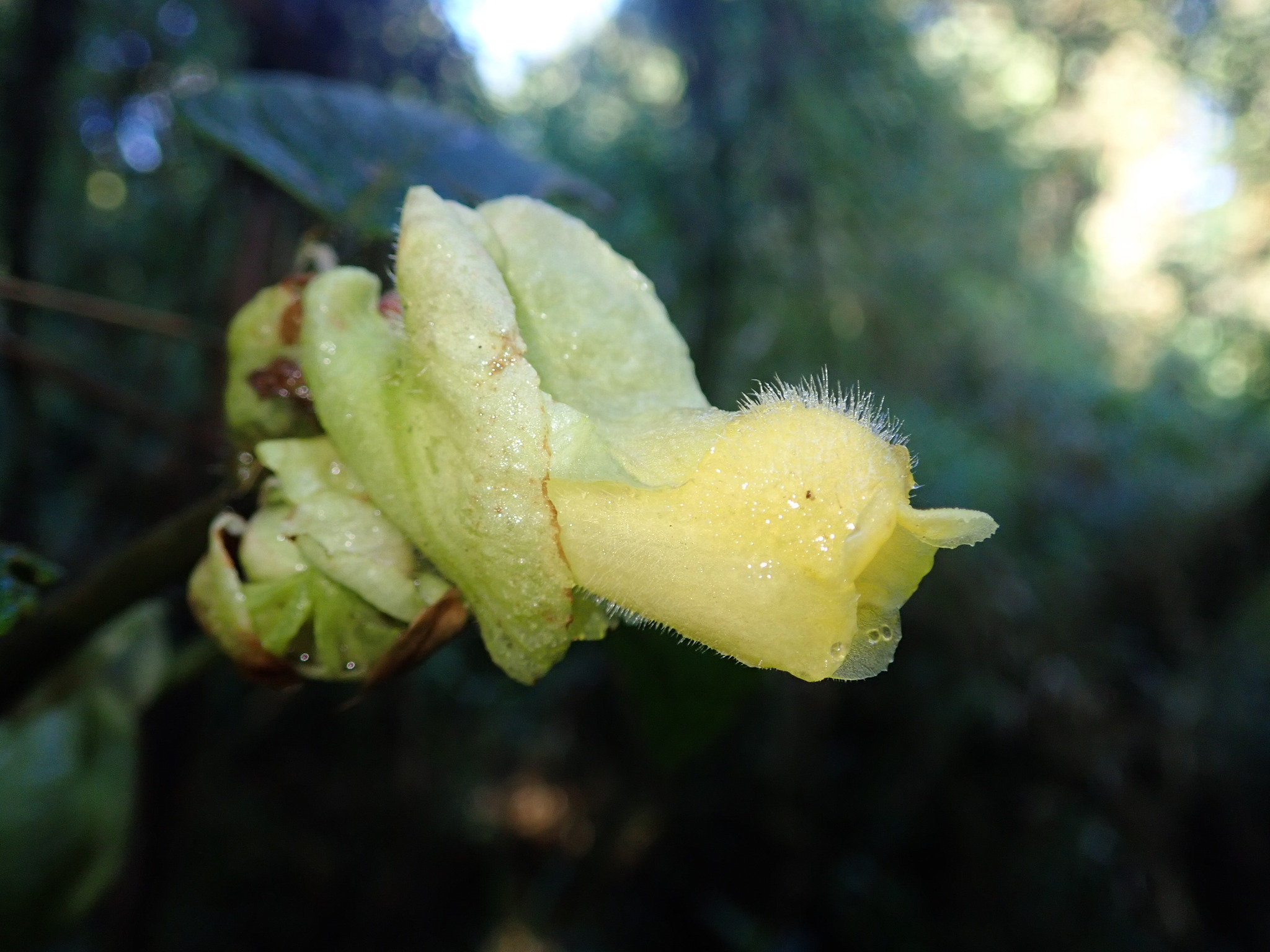 Glossoloma serpens