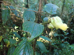 Glossoloma serpens