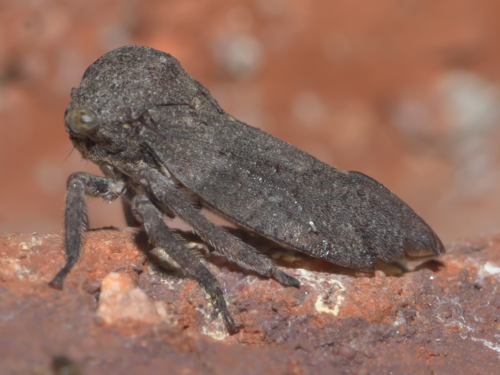 Microcentrus caryae
