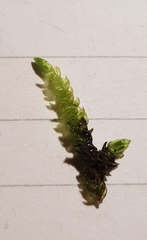 Cirriphyllum crassinervium