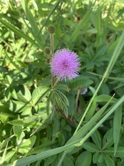 Mimosa pudica