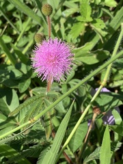 Mimosa pudica