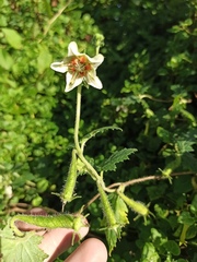 Caiophora cernua