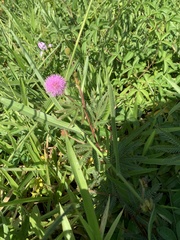 Mimosa pudica