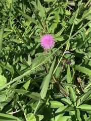 Mimosa pudica