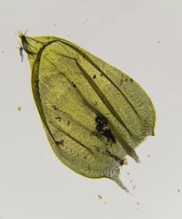 Cirriphyllum crassinervium