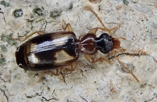 Philorhizus quadrisignatus