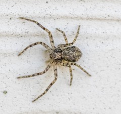 Philodromus placidus