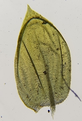 Cirriphyllum crassinervium