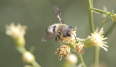 Megachile pollinosa