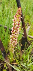 Disa obtusa