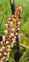 Disa obtusa