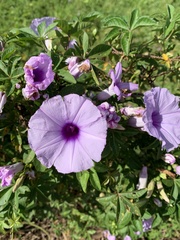 Ipomoea cairica