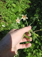 Caiophora cernua