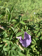 Ipomoea cairica