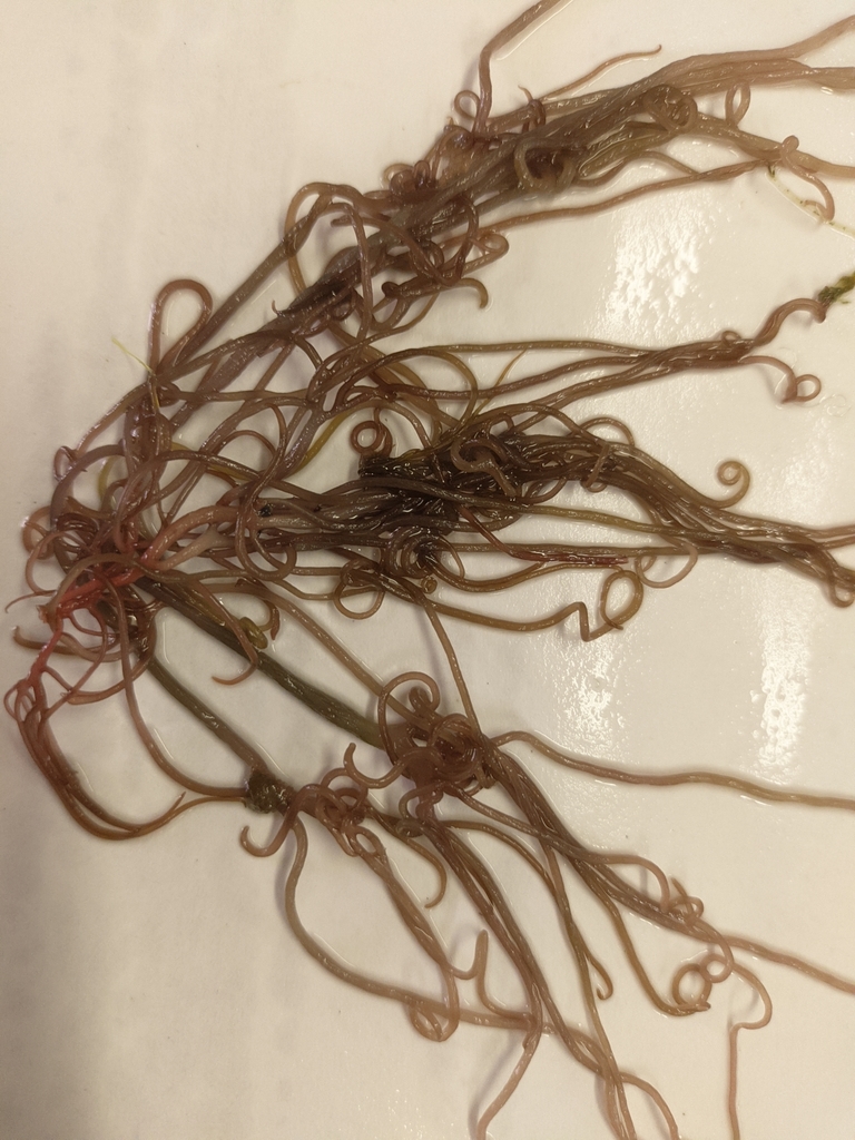 Gracilaria cylindrica