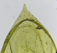 Cirriphyllum crassinervium