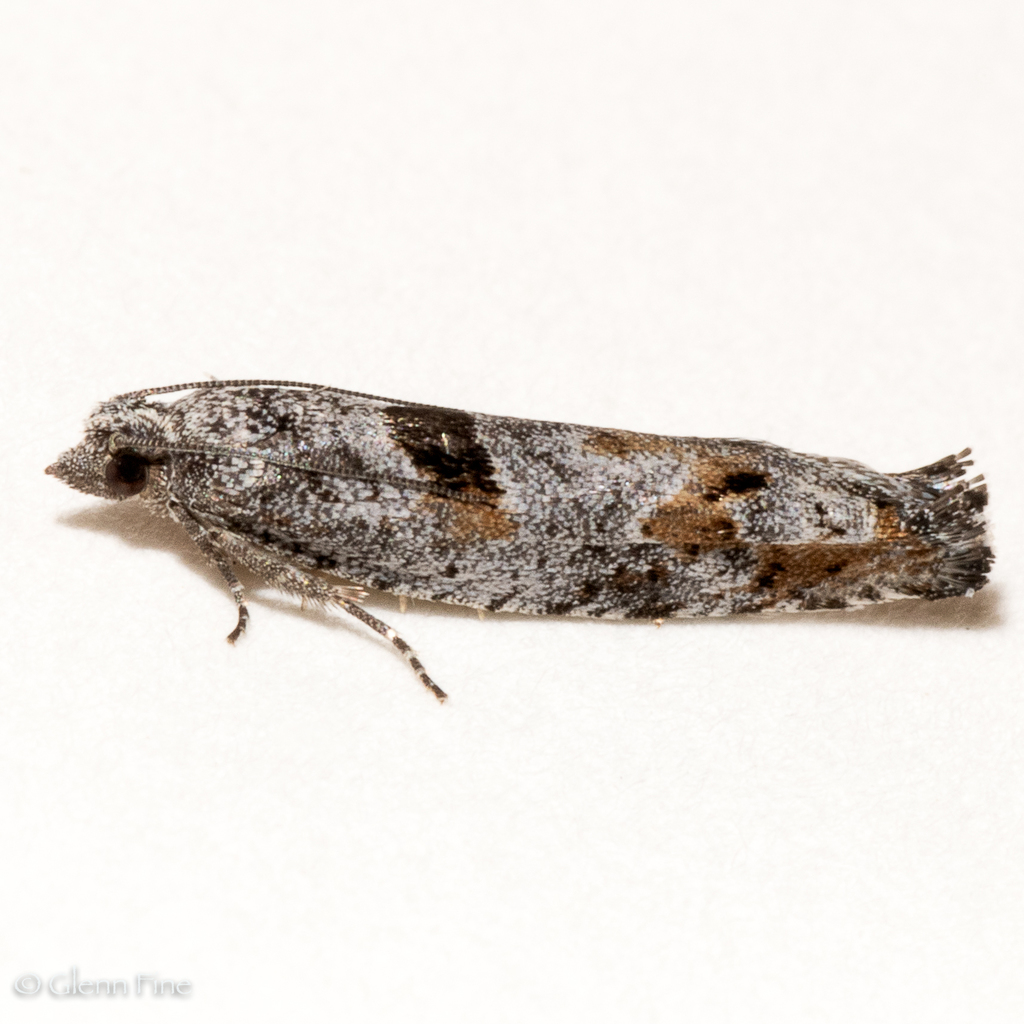 Pseudexentera senatrix