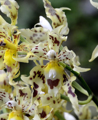 Oncidium gloriosum