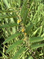 Chamaecrista nictitans